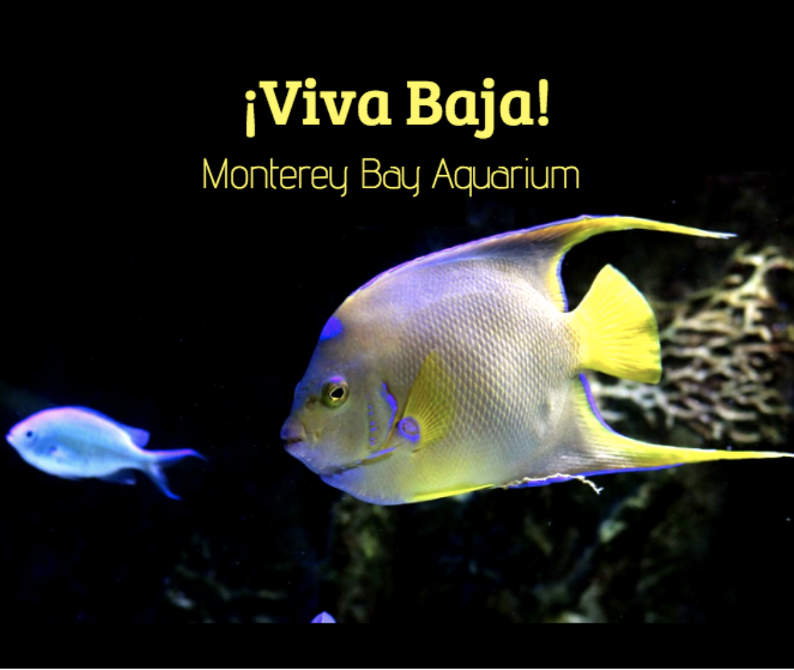 Monterey Bay Aquarium Viva Baja Exhibit
